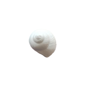 Figurina din ipsos pentru pictat, Scoica nr. 9 4/3cm